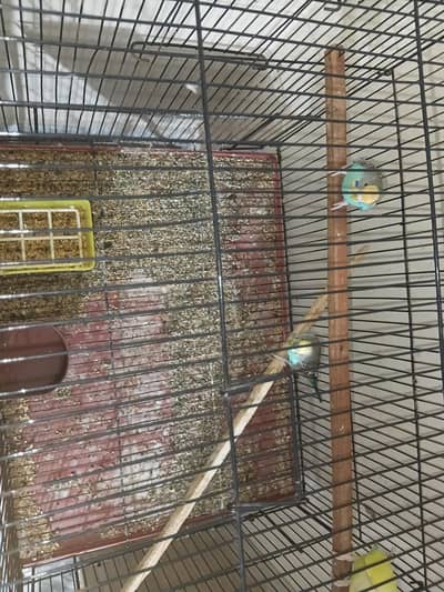 cute parrot affordable