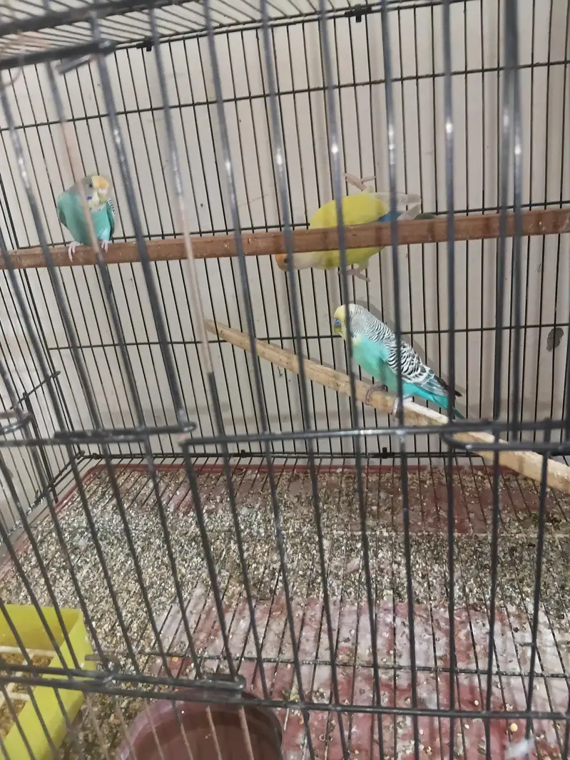 cute parrot affordable — photo 2