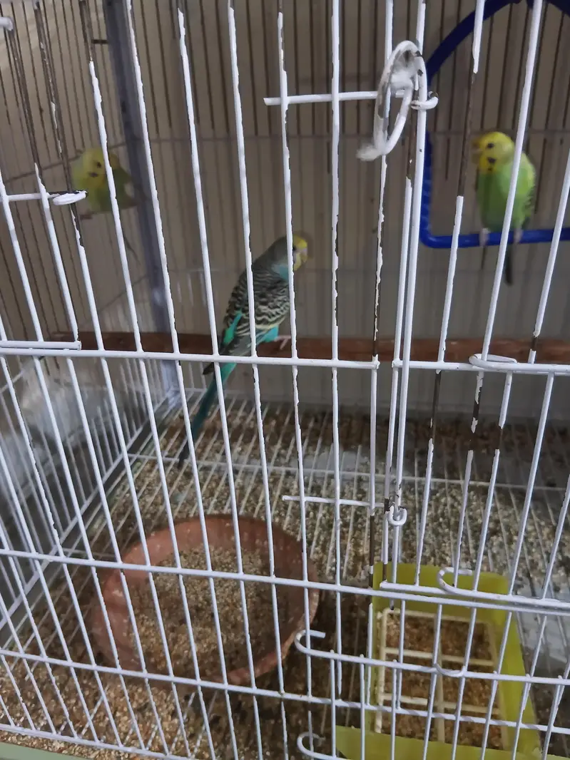 cute parrot affordable — photo 3