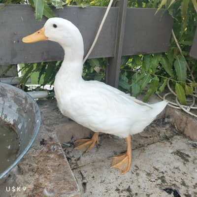 Snow White Duck