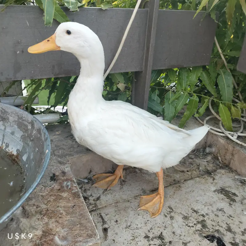Snow White Duck