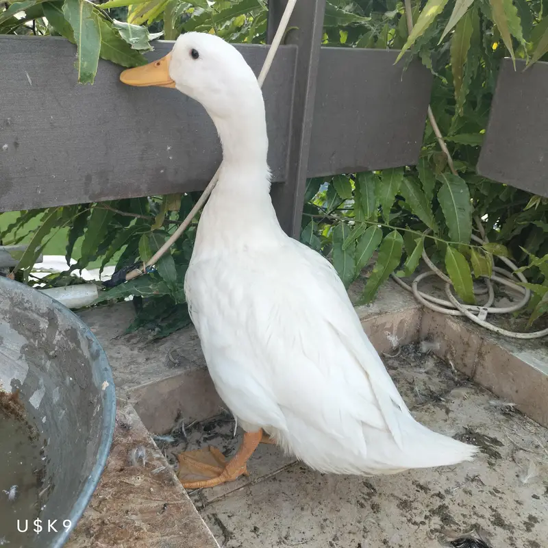 Snow White Duck — photo 2
