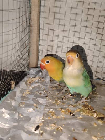 love bird wirh cage