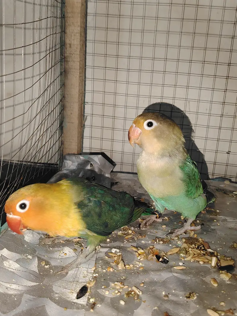 love bird wirh cage — photo 2