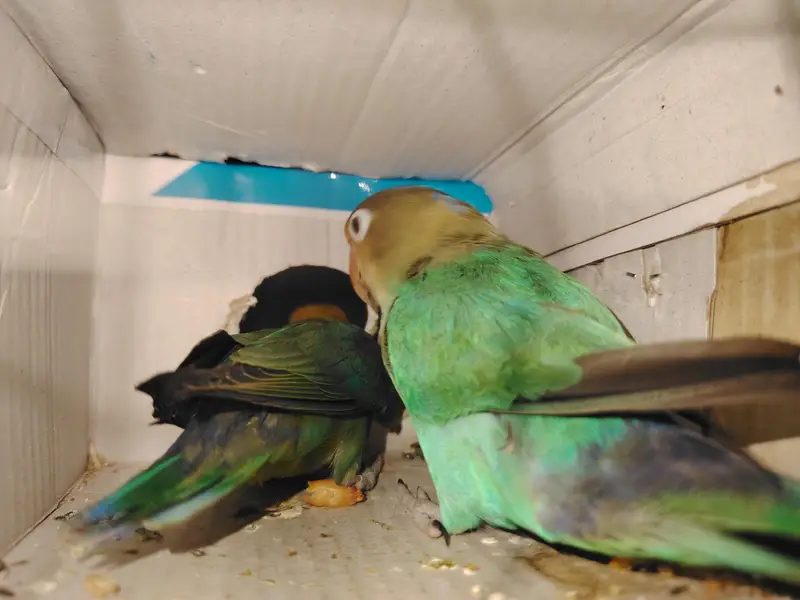 love bird wirh cage — photo 3