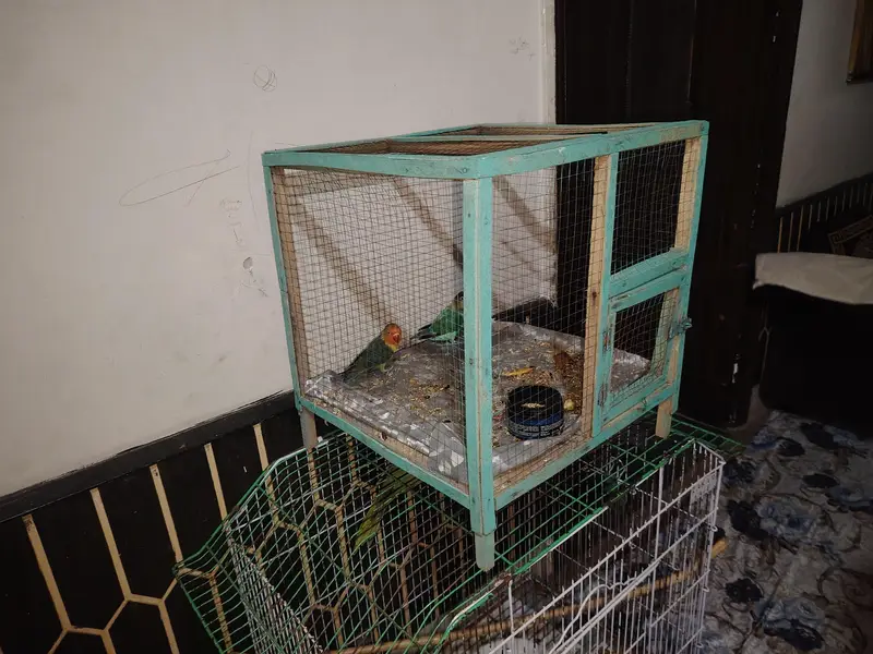 love bird wirh cage — photo 4