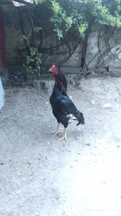 Pakistani Kalay Aseel
