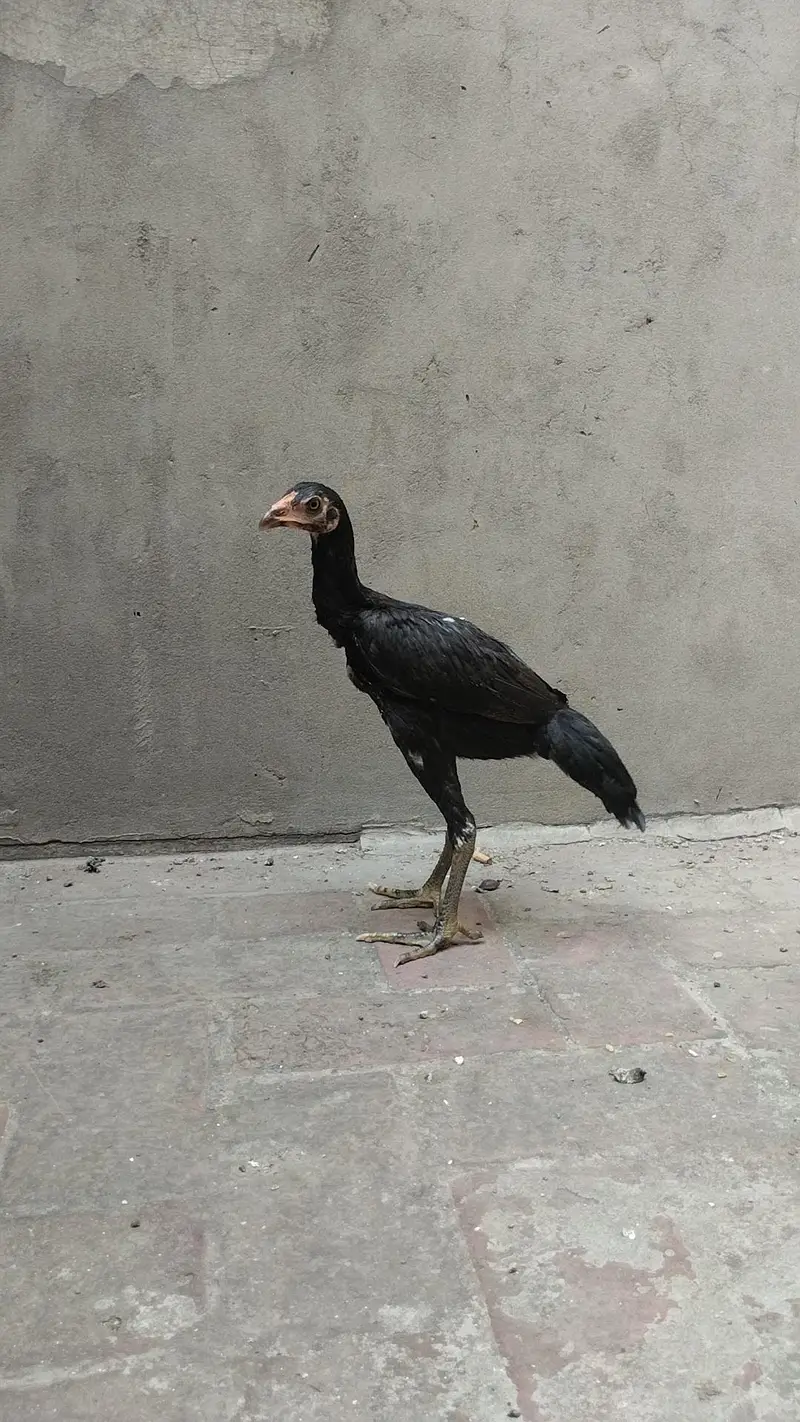 Pakistani Kalay Aseel — photo 2