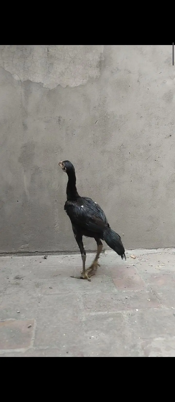 Pakistani Kalay Aseel — photo 3