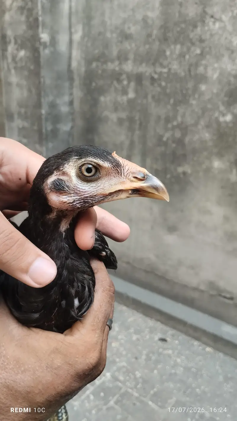 Pakistani Kalay Aseel — photo 4