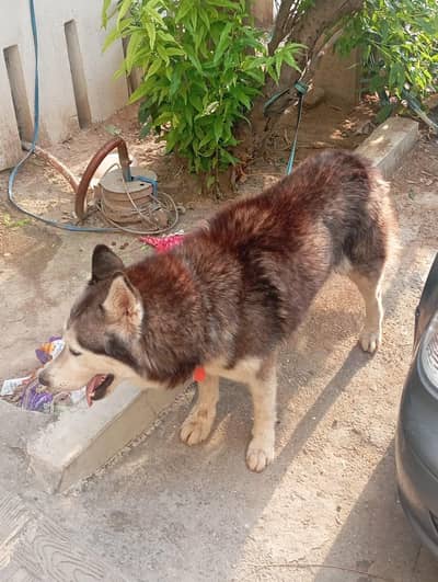 husky