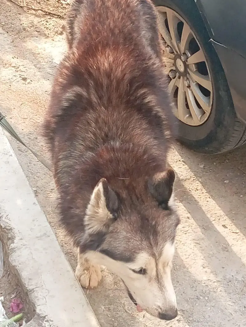 husky — photo 2