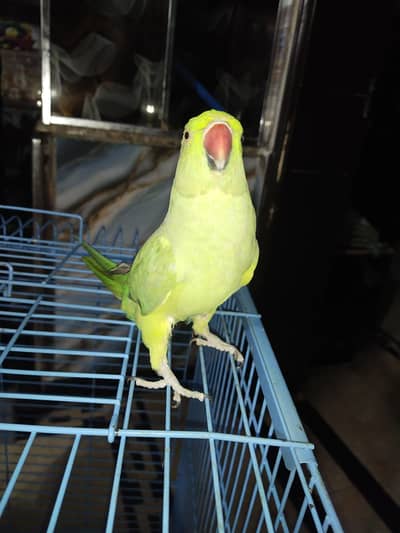 katha parrot for sell
