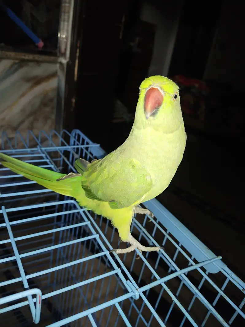 katha parrot for sell — photo 2