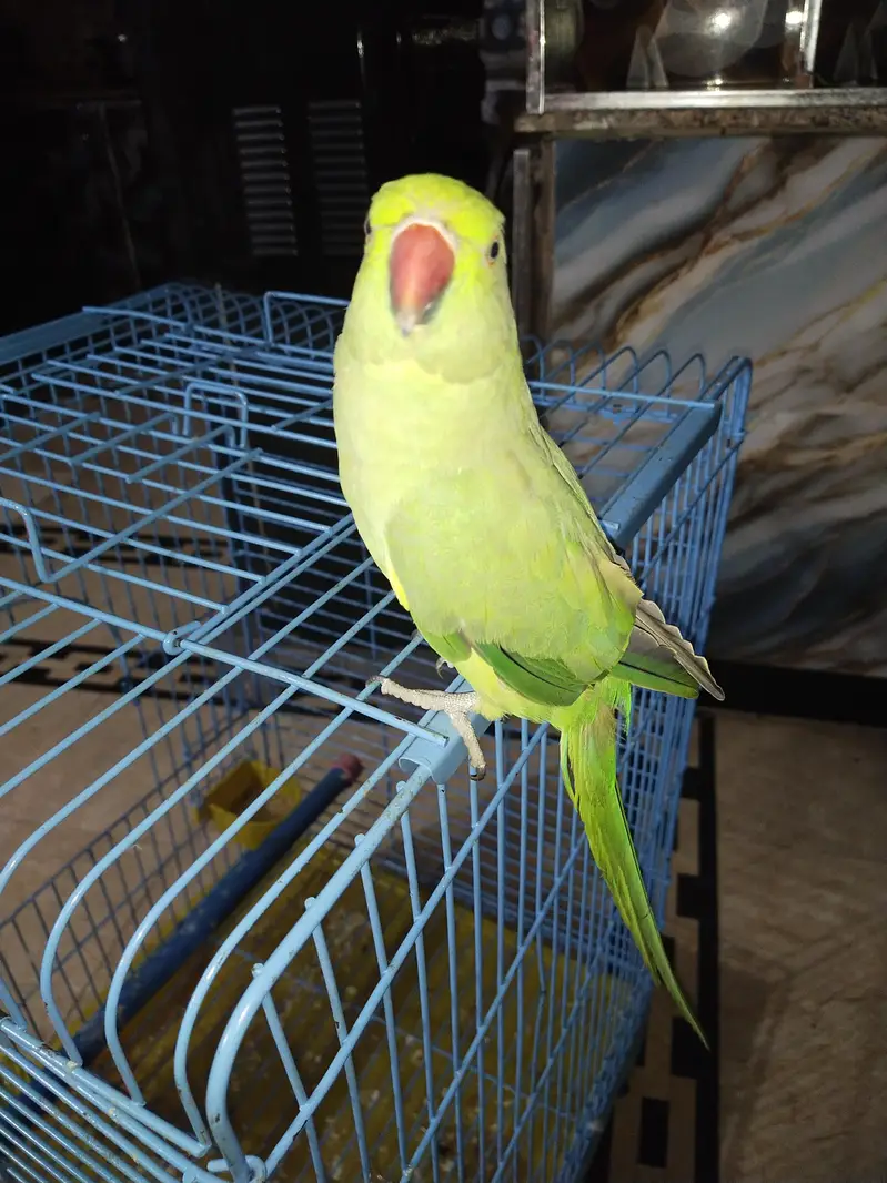 katha parrot for sell — photo 3