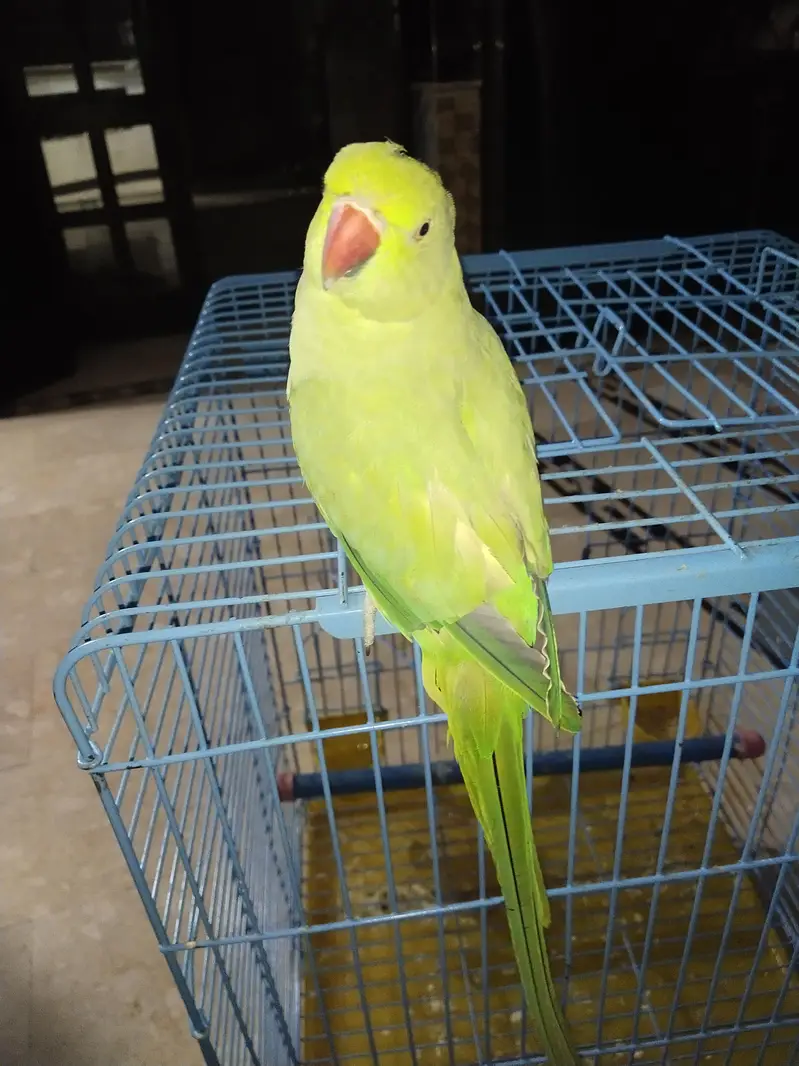 katha parrot for sell — photo 4