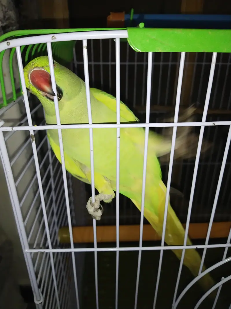 katha parrot for sell — photo 6