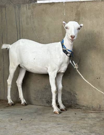 Gulabi teedy bakri