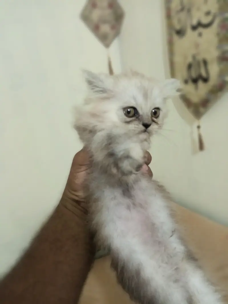 Persian Kitten Triple Coated for Sale — photo 2