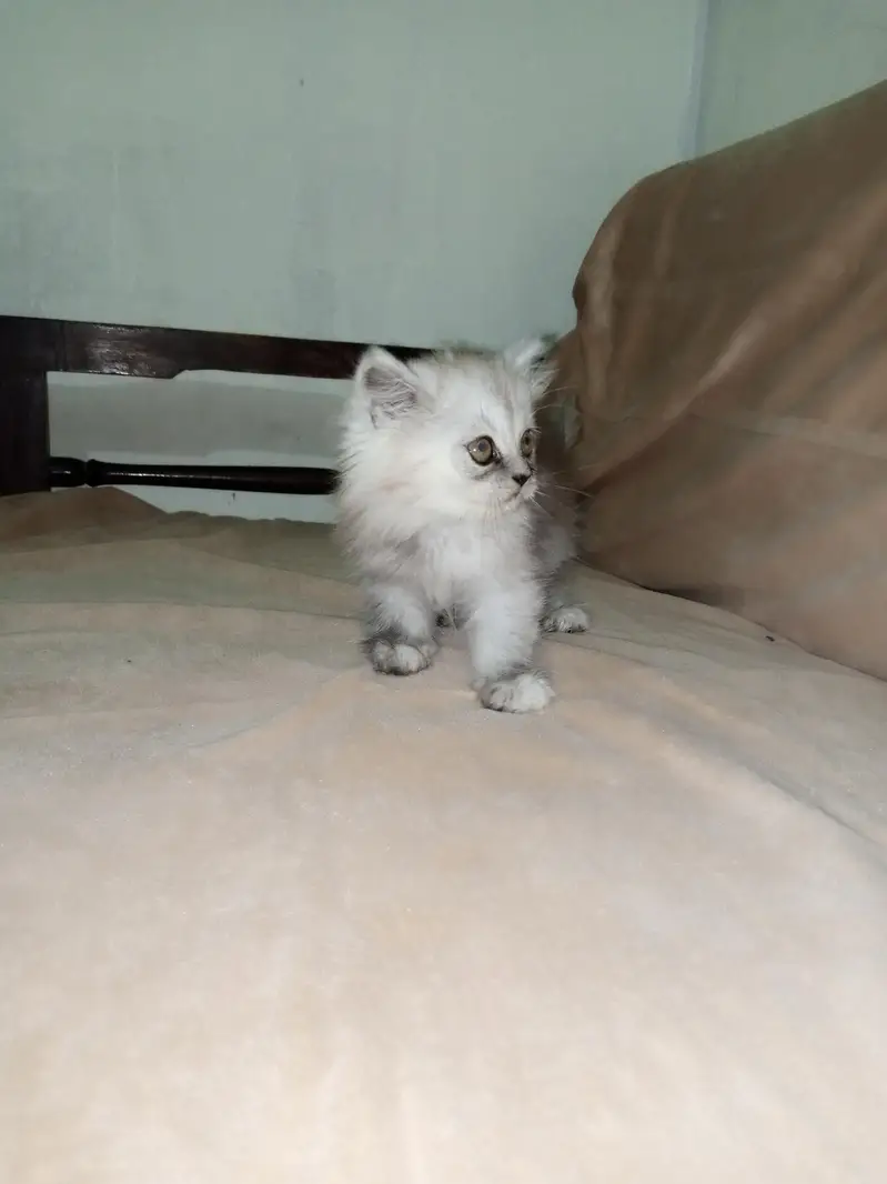 Persian Kitten Triple Coated for Sale — photo 3