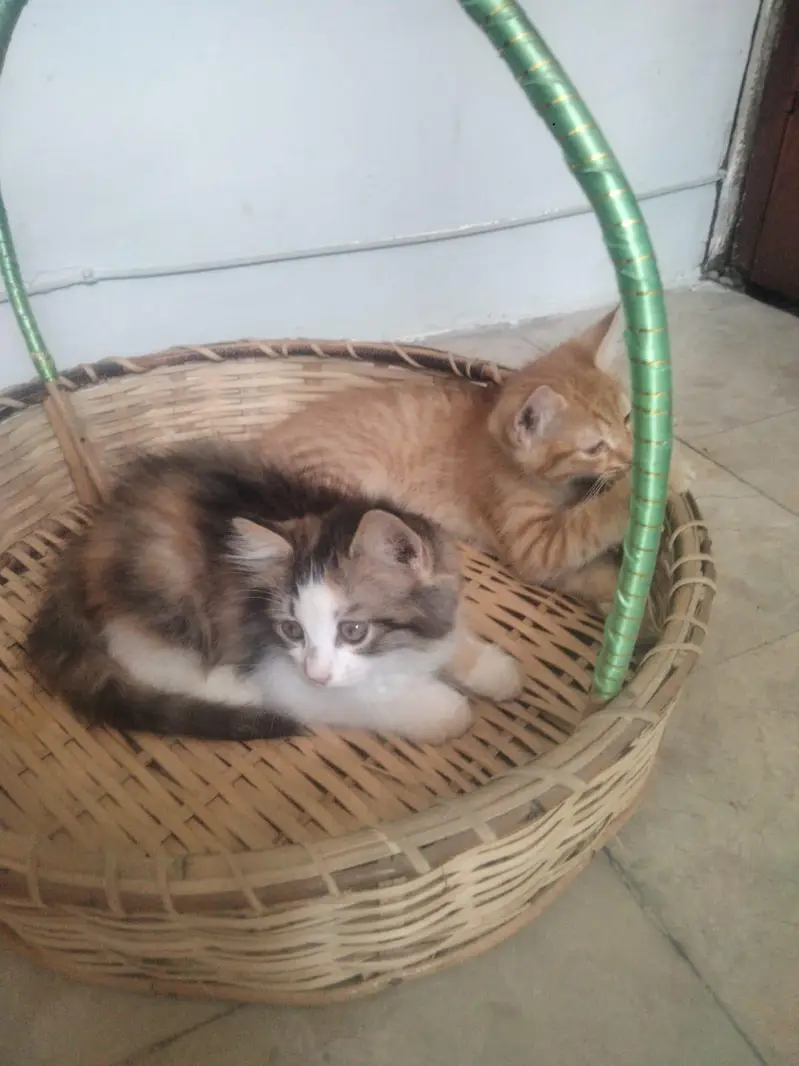5 month cat — photo 3
