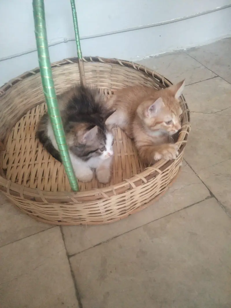 5 month cat — photo 4
