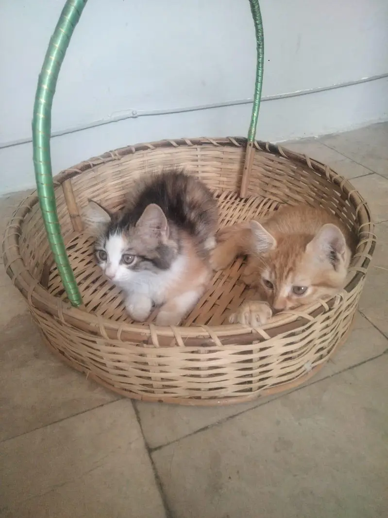 5 month cat — photo 5