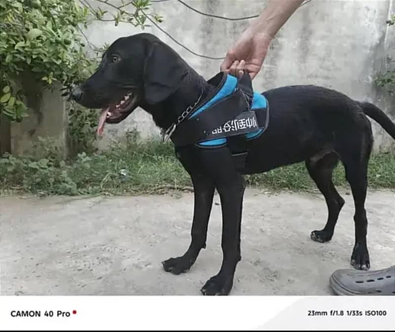 Solid Black   POINTER   Dog For Sale 0