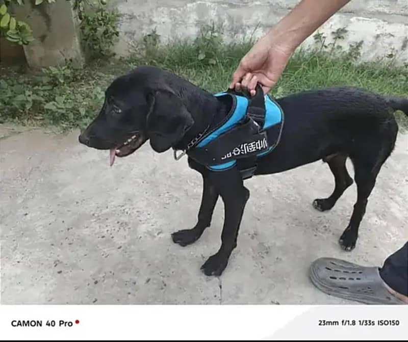 Solid Black   POINTER   Dog For Sale 1