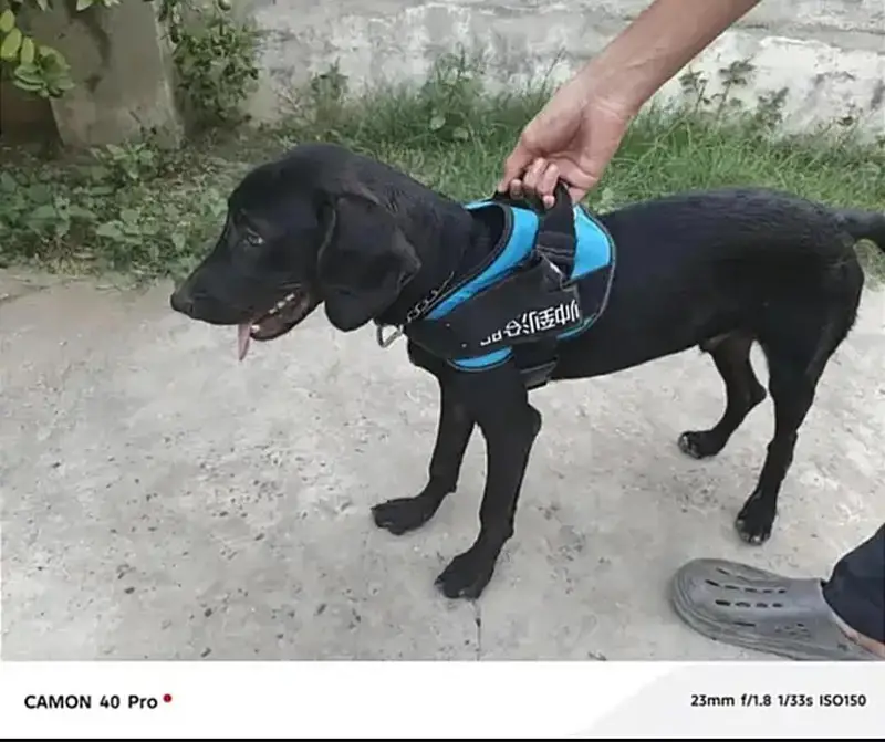 Solid Black   POINTER   Dog For Sale — photo 2