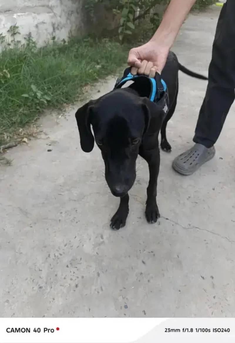 Solid Black   POINTER   Dog For Sale 2