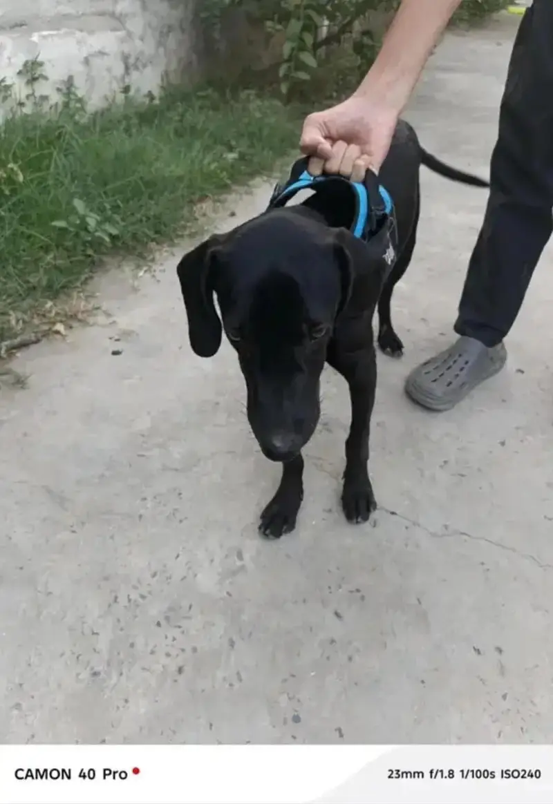 Solid Black   POINTER   Dog For Sale — photo 3