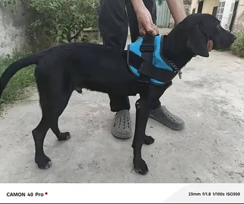 Solid Black   POINTER   Dog For Sale 3
