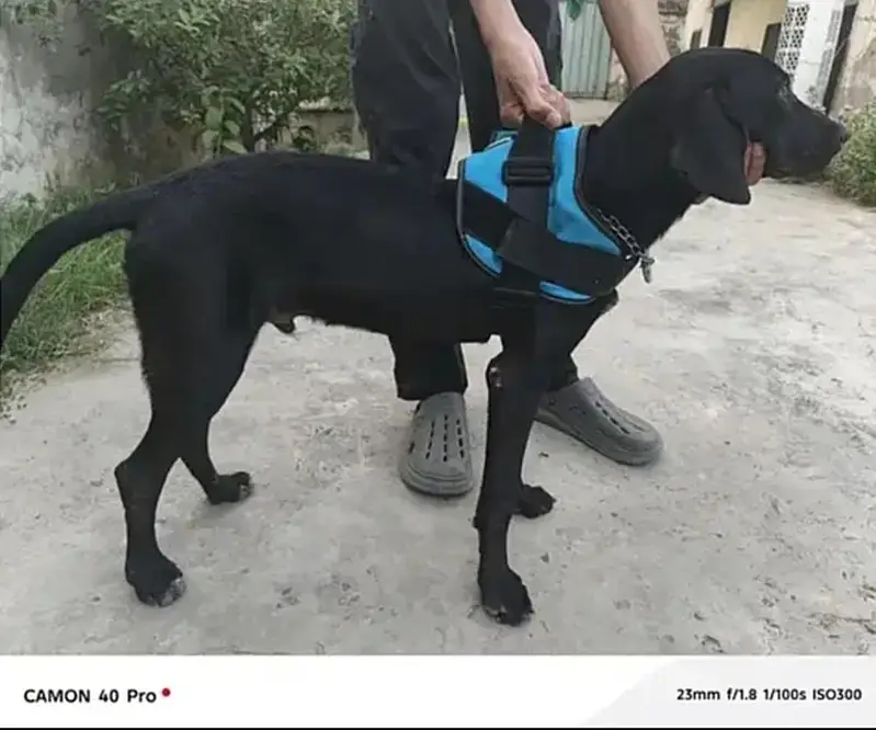 Solid Black   POINTER   Dog For Sale — photo 4