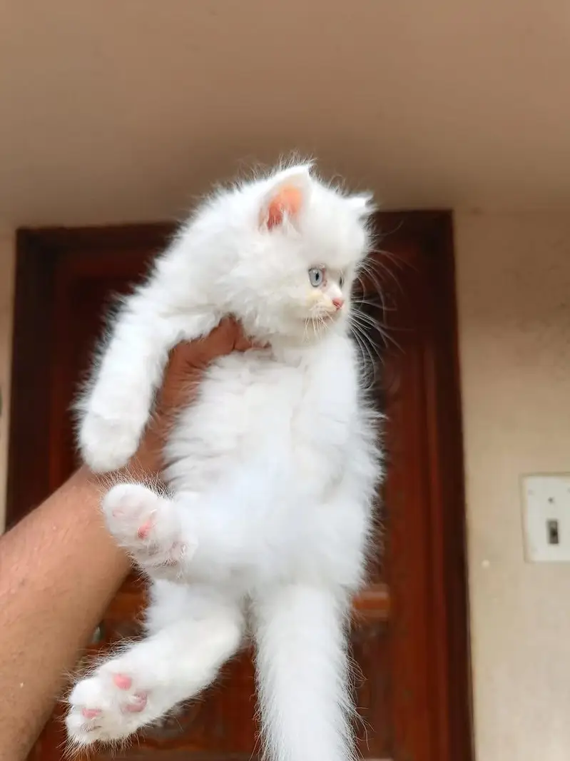 Persian panch face cat and kitten WhatsAp 03257717149 — photo 2