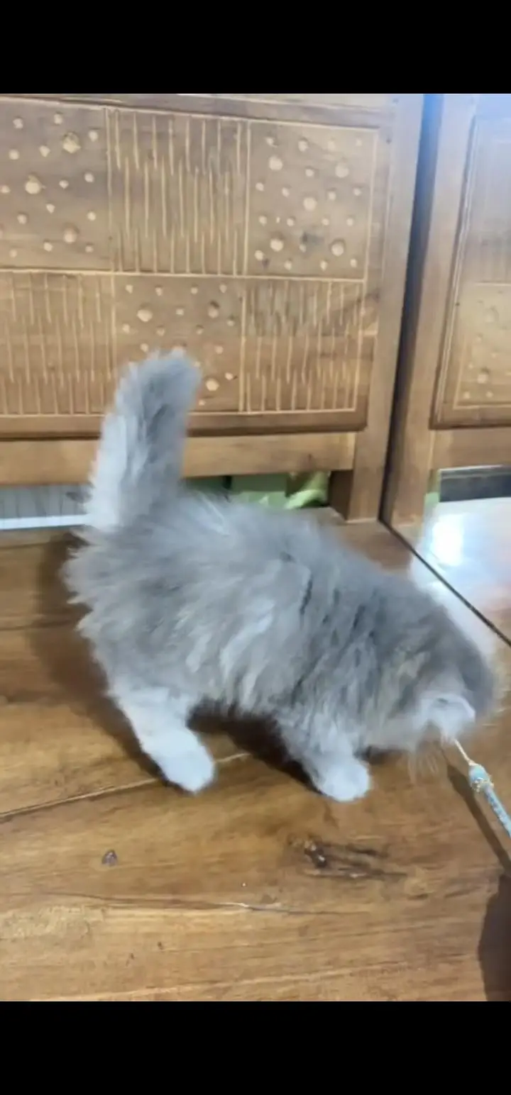 Quality Persian Punch face cat & kittens 03495425573 WhatsApp — photo 2