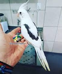 Vpied cocktaiel