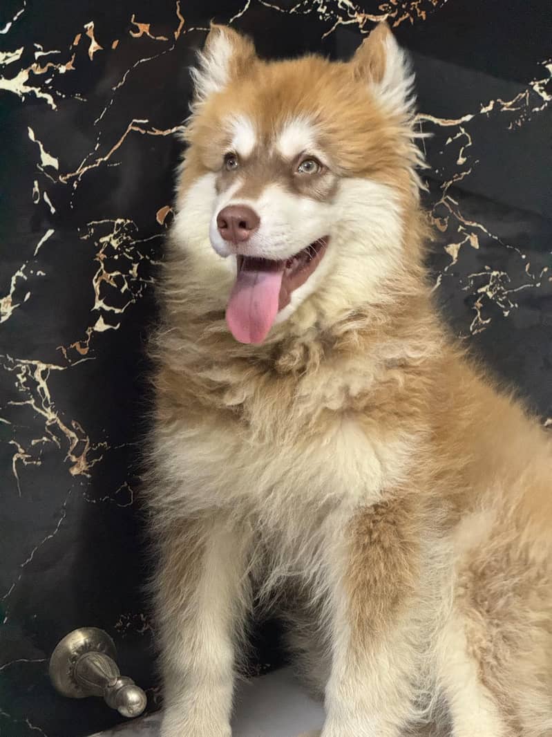 Husky 1