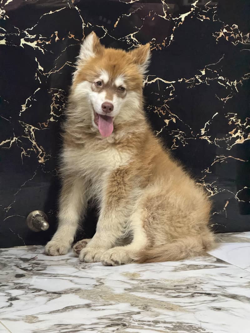 Husky 2
