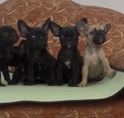 French Bulldog