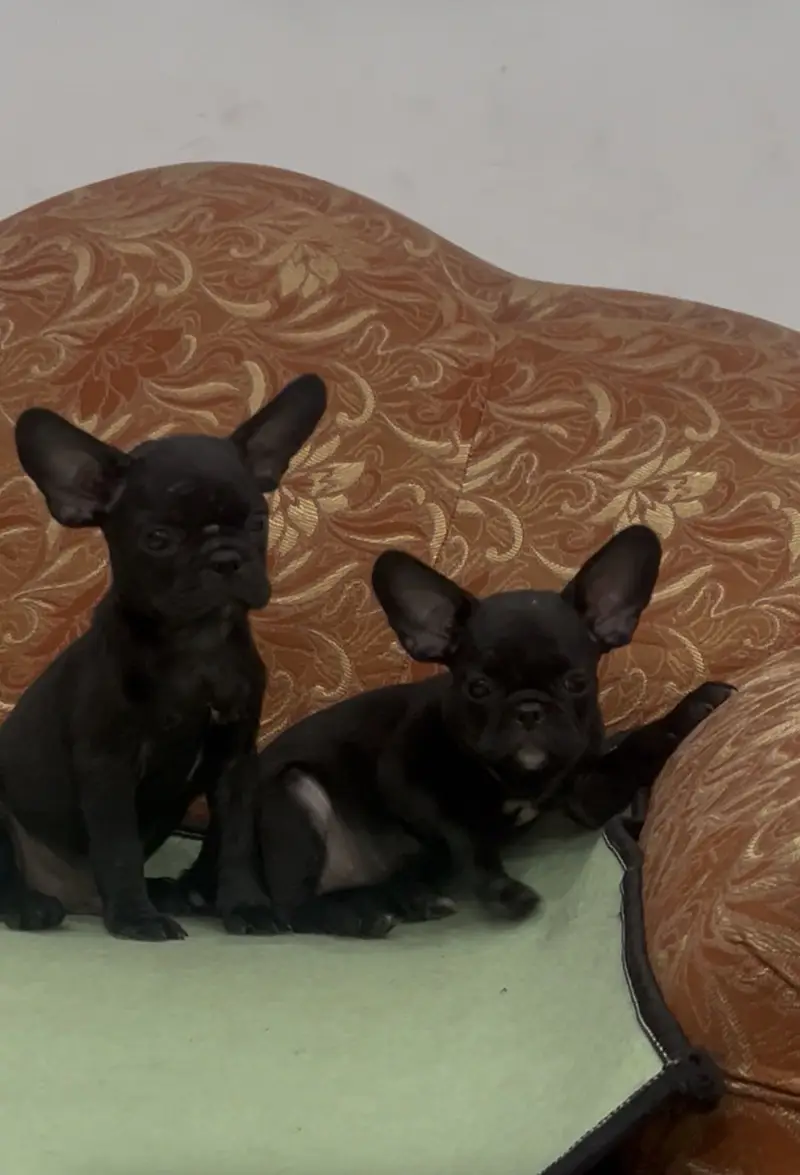 French Bulldog — photo 2