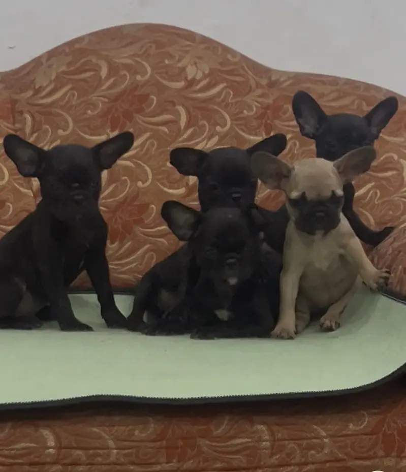 French Bulldog — photo 3