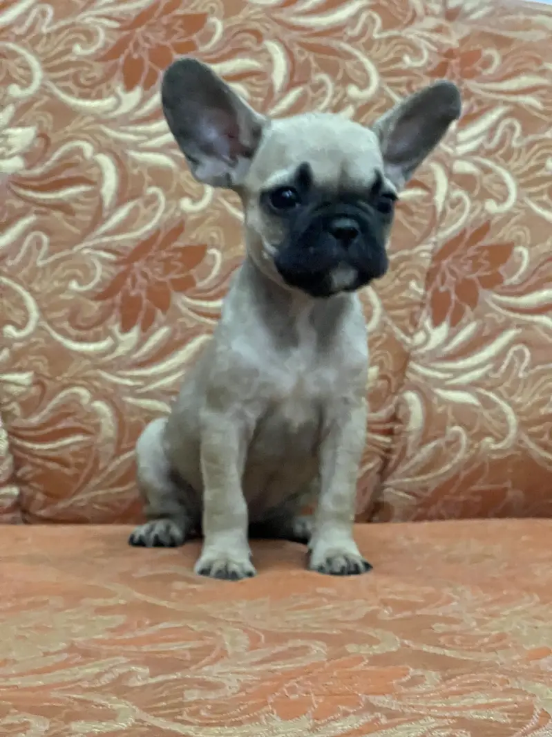 French Bulldog — photo 4