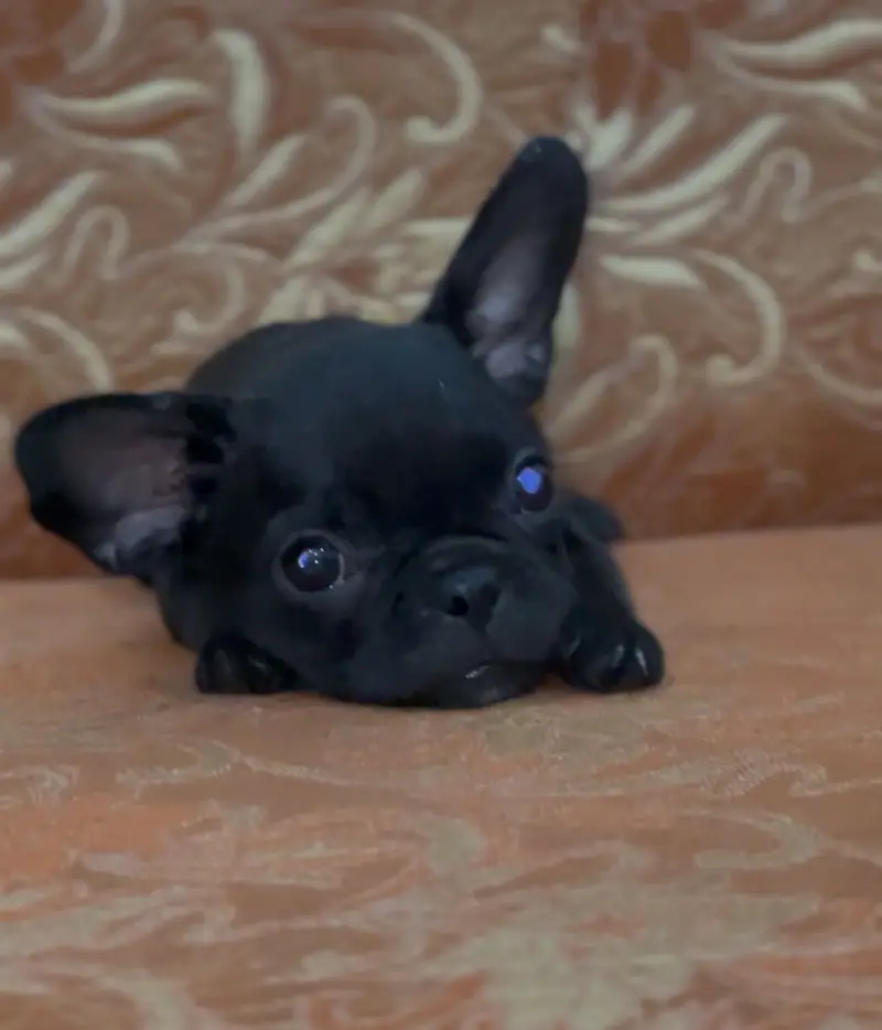 French Bulldog — photo 5