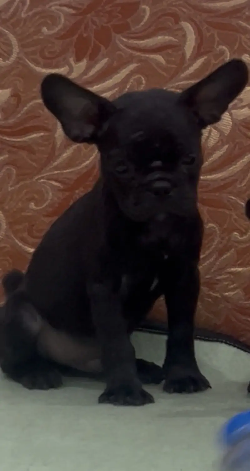 French Bulldog — photo 6