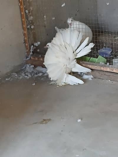 White American Jumbo size chiks  3417364953