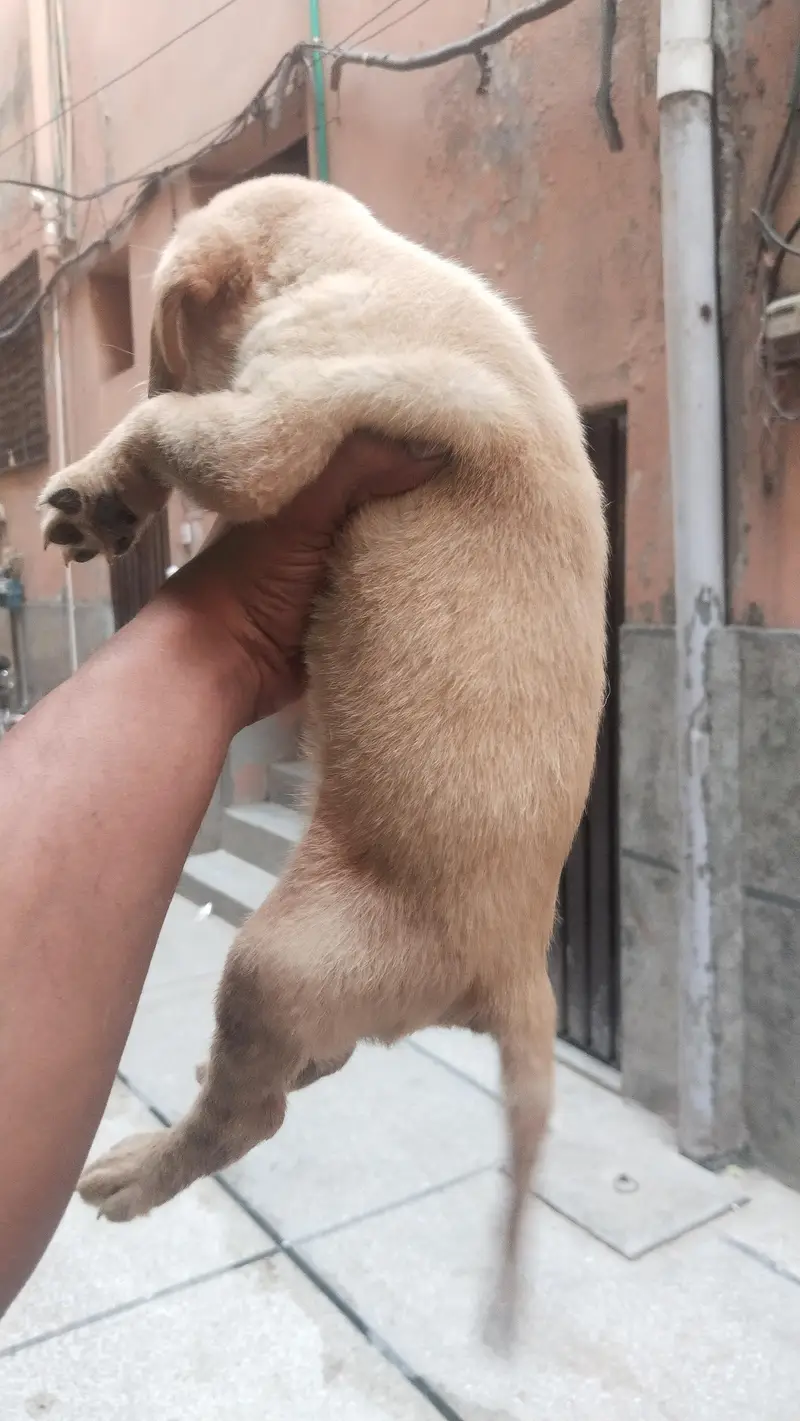Labrador female — photo 2