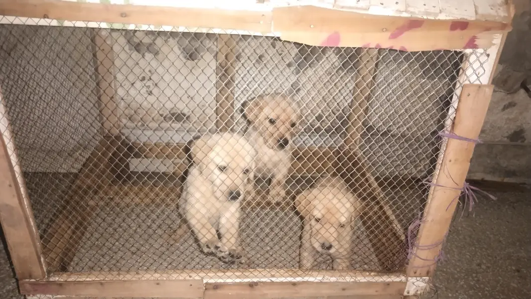Labrador female — photo 3