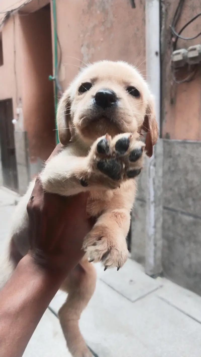 Labrador female — photo 4