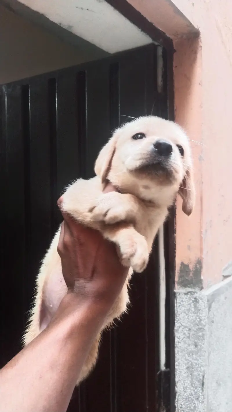 Labrador female — photo 5